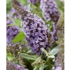 Budleja Butterfly Candy ‘Little Sweetheart’ – sadzonka